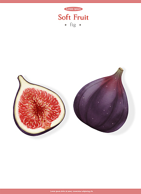 PSD 식물 음식 다이어트 과일 일러스트 재료 도안 자연 디저트 건강 요리 식사 신선 달콤 비타민 무화과 섬유질 국내일러스트 맛 생태계 영양소 파일형식