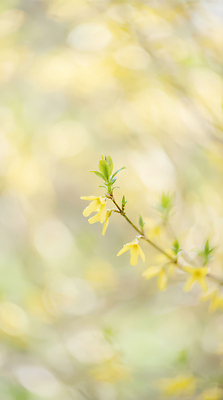 JPG 식물 편집이미지 꽃 줄기 백그라운드 잎 자연 생명 바람 햇빛 봄 개나리 흐림 색감 편집실사 AI포토 AI콘텐츠 자연요소 계절 날씨 태양 CG 생태계 파일형식