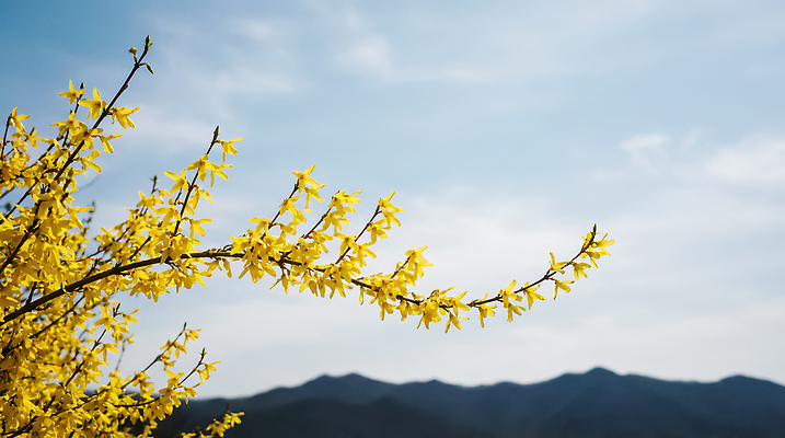 JPG 나무 식물 편집이미지 계절 꽃 백그라운드 자연 하늘 산 풍경 봄 개나리 뷰티풀 편집실사 AI포토 AI콘텐츠 CG 생태계 파일형식