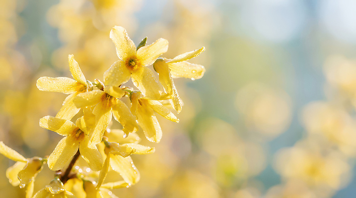 JPG 식물 편집이미지 계절 꽃잎 꽃 자연 생명 풍경 햇빛 노란색 봄 개나리 뷰티풀 편집실사 컬러 태양 CG 생태계 파일형식