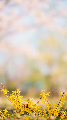 JPG 편집이미지 꽃잎 꽃 자연 하늘 날씨 풍경 노란색 봄 벚꽃 숲 개나리 가지치기 뷰티풀 편집실사 AI포토 AI콘텐츠 식물 계절 컬러 CG 생태계 원예 파일형식