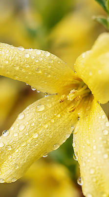 JPG 식물 편집이미지 꽃잎 꽃 잎 자연 아침 노란색 촬영 봄 성장 물방울 개나리 뷰티풀 수분_꽃가루 편집실사 AI포토 AI콘텐츠 주간 계절 컬러 CG 생태계 파일형식