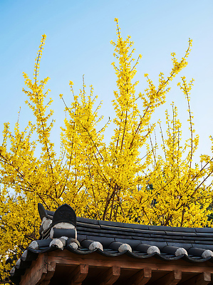 JPG 나무 식물 편집이미지 전통 꽃 자연 하늘 한옥 한국 기와 풍경 봄 개나리 지역 조화 편집실사 AI포토 AI콘텐츠 한국전통 계절 아시아 고건축 CG 생태계 파일형식