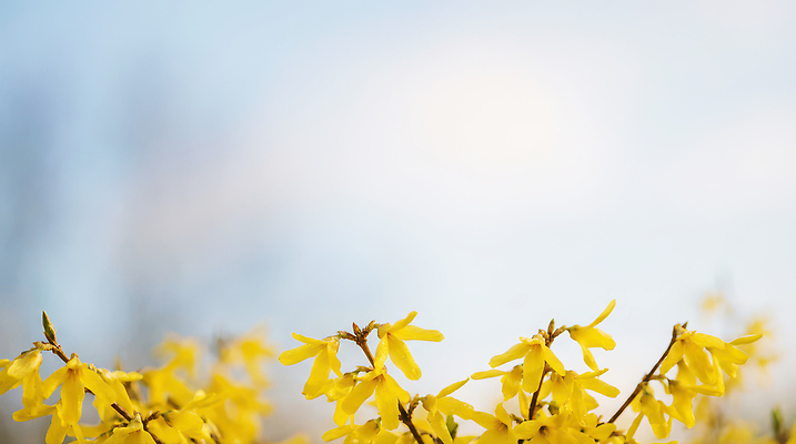 JPG 나무 식물 편집이미지 계절 꽃잎 자연 하늘 풍경 봄 나뭇가지 개나리 편집실사 AI포토 AI콘텐츠 꽃 CG 생태계 파일형식