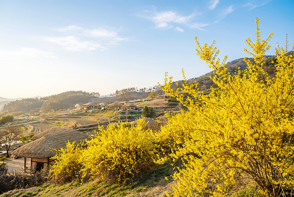 JPG 나무 편집이미지 꽃 자연 하늘 바람 산 주택 풍경 초원 농장 마을 농사 봄 개나리 편집실사 자연요소 식물 계절 농업 날씨 건물 CG 생태계 파일형식