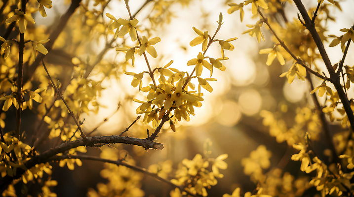 JPG 나무 식물 편집이미지 꽃 잎 자연 생명 풍경 햇빛 노란색 봄 저녁 개나리 뷰티풀 편집실사 계절 컬러 태양 야간 CG 생태계 파일형식