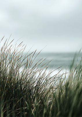 JPG 식물 편집이미지 계절 바다 자연 하늘 바람 날씨 풍경 해변 여름 흐림 수평선 편집실사 AI포토 AI콘텐츠 자연요소 CG 생태계 파일형식