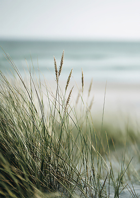 JPG 식물 편집이미지 모래 바다 자연 하늘 바람 풍경 잔디 해변 여름 생태계 편집실사 AI포토 AI콘텐츠 자연요소 계절 날씨 CG 파일형식