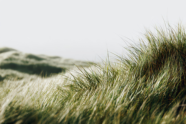 JPG 나무 식물 편집이미지 자연 바람 풍경 초원 초록색 환경 고요 땅 언덕 성격 편집실사 AI포토 AI콘텐츠 자연요소 컬러 날씨 CG 생태계 파일형식