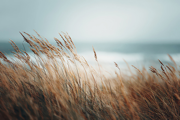 JPG 편집이미지 계절 바다 자연 바람 풍경 초원 해변 환경 촬영 대기 숲 해맑음 편집실사 AI포토 AI콘텐츠 자연요소 날씨 표정 CG 생태계 파일형식