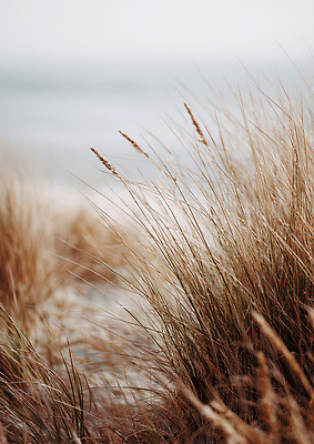 JPG 식물 편집이미지 바다 자연 생명 바람 풍경 해변 여름 환경 공간 숲 생태계 편집실사 AI포토 AI콘텐츠 자연요소 계절 날씨 CG 파일형식