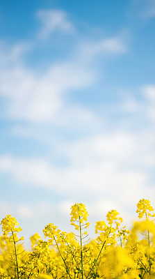 JPG 식물 편집이미지 꽃 꽃밭 자연 하늘 바람 날씨 풍경 초원 여름 노란색 맑음 보라색 봄 편집실사 AI포토 AI콘텐츠 자연요소 계절 컬러 CG 생태계 파일형식