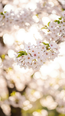 JPG 나무 식물 편집이미지 꽃잎 꽃 자연 밝음 풍경 햇빛 일출 봄 만개 뷰티풀 편집실사 AI포토 AI콘텐츠 계절 태양 노을 CG 생태계 파일형식