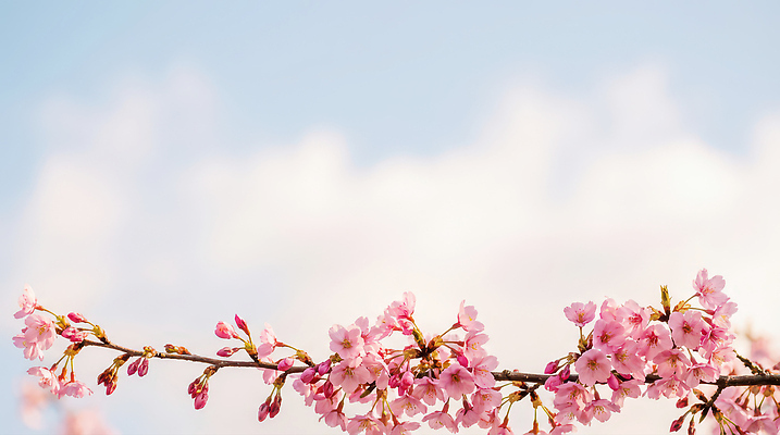 JPG 나무 편집이미지 계절 꽃 분홍색 잎 자연 하늘 밝음 풍경 봄 벚꽃 좋은날 편집실사 AI포토 AI콘텐츠 식물 컬러 CG 생태계 파일형식