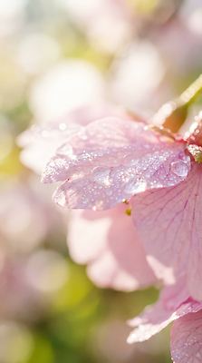 JPG 나무 식물 편집이미지 계절 꽃잎 꽃 컬러 백그라운드 자연 풍경 햇빛 봄 벚꽃 물방울 피부 편집실사 신체부위 태양 CG 생태계 파일형식