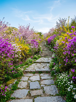 JPG 편집이미지 꽃 컬러 자연 하늘 사람 풍경 초록색 노란색 계단 보라색 봄 산책 머리핀 위 돌길 편집실사 AI포토 AI콘텐츠 식물 계절 길 장신구 휴식 방향 CG 생태계 파일형식