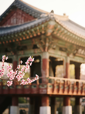 JPG 나무 편집이미지 건축 문화 고건축 자연 한국 풍경 햇빛 정원 봄 벚꽃 관람 꽃구경 오후 편집실사 식물 건축물 계절 꽃 아시아 태양 CG 생태계 파일형식