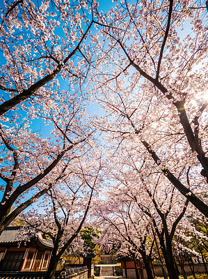 JPG 나무 편집이미지 공원 꽃 여행 자연 대화 사람 풍경 일상 햇빛 봄 산책 벚꽃 지역 편집실사 AI포토 AI콘텐츠 식물 계절 공공시설 휴식 말하기 라이프 태양 CG 생태계 파일형식