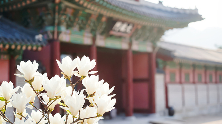 JPG 나무 편집이미지 전통 꽃 여행 자연 한국 풍경 건물 일상 봄 궁전 화사함 남산 백목련 편집실사 AI포토 AI콘텐츠 식물 건축물 계절 아시아 컨셉 고건축 서울 라이프 CG 생태계 목련 랜드마크 파일형식