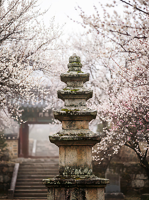 JPG 나무 편집이미지 전통 꽃 자연 아침 산 한국 풍경 봄 안개 사찰 석탑 조경 뷰티풀 편집실사 AI포토 AI콘텐츠 주간 식물 계절 아시아 종교건축 날씨 탑 CG 생태계 파일형식