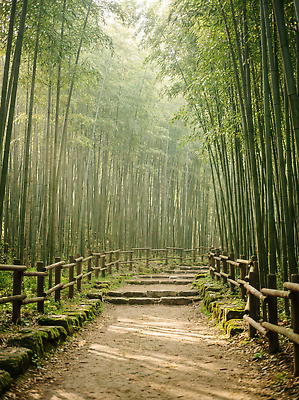 JPG 나무 편집이미지 길 여행 자연 풍경 울타리 햇빛 흙 산책 트래킹 돌_바위 사찰 숲 대나무 에코 보호구역 오후 편집실사 식물 종교건축 레저 휴식 담장 태양 환경 CG 생태계 구역 파일형식