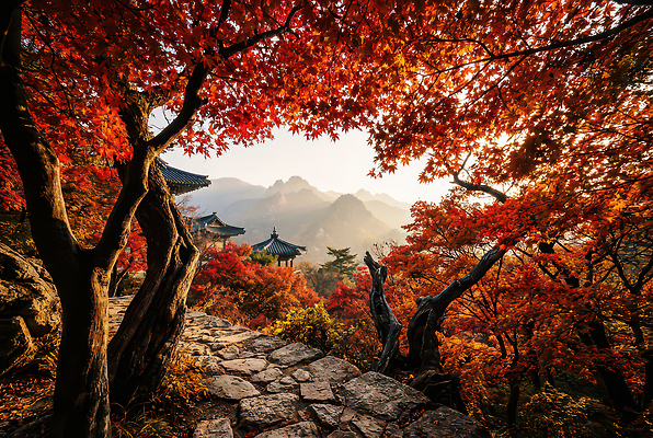 JPG 나무 편집이미지 여행 단풍 자연 아침 산 한국 풍경 햇빛 사찰 사원 뷰티풀 편집실사 주간 식물 아시아 잎 비즈니스 종교건축 태양 CG 생태계 파일형식