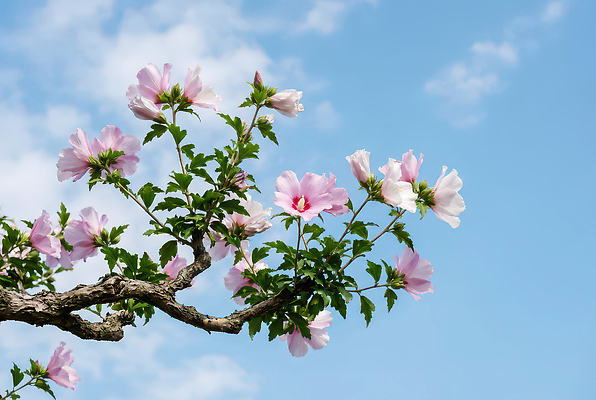 JPG 나무 식물 편집이미지 계절 꽃잎 꽃 분홍색 자연 하늘 햇빛 봄 무궁화 만개 편집실사 AI포토 AI콘텐츠 컬러 태양 CG 생태계 파일형식