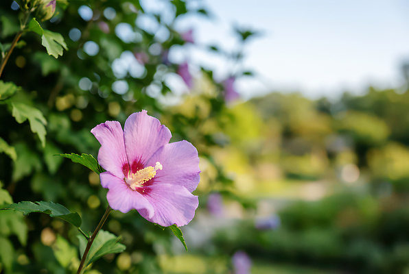 JPG 주간 나무 식물 편집이미지 꽃잎 꽃 분홍색 꽃다발 자연 풍경 초록색 여름 햇빛 정원 식물원 무궁화 편집실사 AI포토 AI콘텐츠 자연요소 계절 컬러 태양 CG 생태계 파일형식