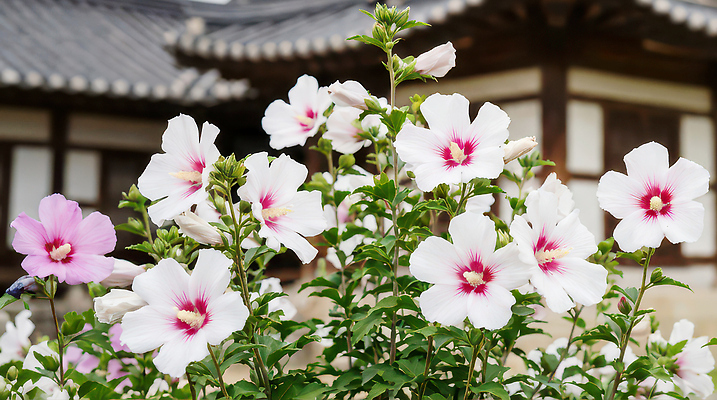 JPG 식물 편집이미지 꽃 고건축 자연 하늘 한국 풍경 여름 정원 원예 조경 장면 무궁화 식용꽃 편집실사 건축물 계절 아시아 음식 취미 CG 생태계 파일형식