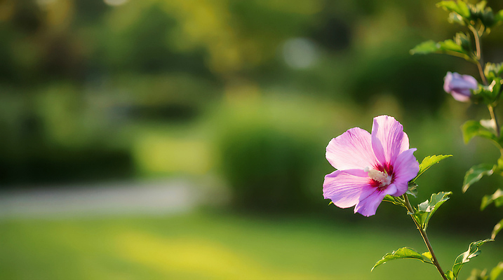 JPG 식물 편집이미지 꽃 분홍색 자연 바람 초록색 여름 햇빛 환경 정원 성장 무궁화 뷰티풀 편집실사 AI포토 AI콘텐츠 자연요소 계절 컬러 날씨 태양 CG 생태계 파일형식