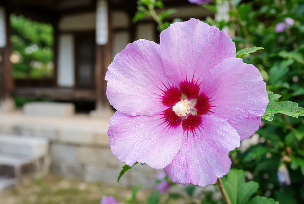 JPG 식물 편집이미지 건축 꽃 분홍색 고건축 자연 한국 여름 인테리어 정원 촬영 머리핀 무궁화 방문 뷰티풀 수분_꽃가루 편집실사 건축물 디자인 계절 아시아 컬러 장신구 CG 생태계 파일형식