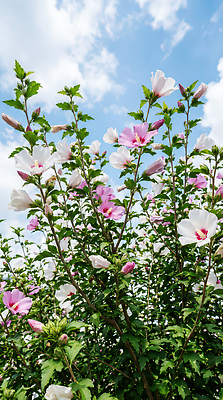 JPG 나무 식물 편집이미지 꽃 분홍색 잎 자연 하늘 풍경 초록색 여름 파란색 봄 흰색 무궁화 편집실사 계절 컬러 CG 생태계 파일형식