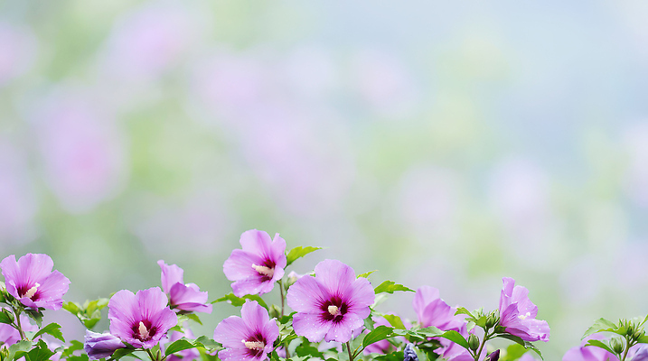 JPG 식물 편집이미지 꽃잎 꽃 화초 분홍색 컬러 자연 생명 풍경 초원 초록색 정원 봄 원예 무궁화 뷰티풀 편집실사 계절 취미 CG 생태계 파일형식