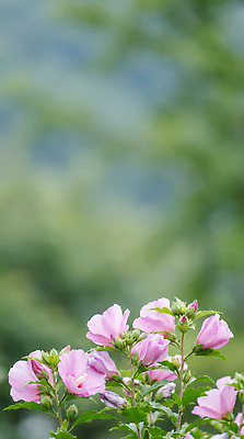 JPG 나무 식물 편집이미지 꽃 분홍색 백그라운드 자연 생명 날씨 풍경 초록색 여름 파란색 정원 맑음 무궁화 편집실사 AI포토 AI콘텐츠 계절 컬러 CG 생태계 파일형식