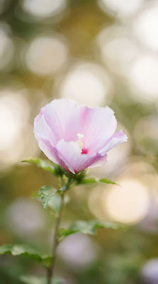 JPG 식물 편집이미지 꽃 분홍색 백그라운드 잎 자연 초록색 빛 정원 무궁화 흐림 뷰티풀 오후 편집실사 AI포토 AI콘텐츠 컬러 날씨 CG 생태계 파일형식