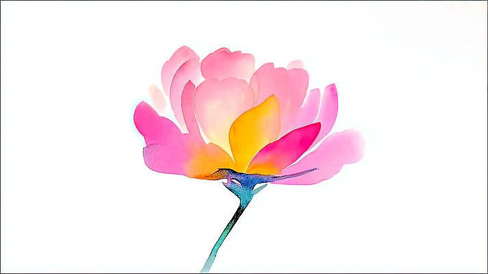 JPG 모양 식물 디자인 꽃잎 꽃 예술 분홍색 컬러 일러스트 자연 생명 미술 노란색 봄 성장 표현 관찰 흰배경 화사함 뷰티풀 국내일러스트 AI일러스트 AI콘텐츠 계절 백그라운드 컨셉 모션 문화예술 흰색 생태계 파일형식