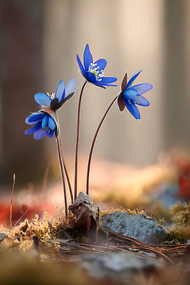 JPG 나무 식물 편집이미지 꽃 컬러 자연 생명 이끼 햇빛 환경 봄 들꽃 숲 뷰티풀 편집실사 AI포토 AI콘텐츠 계절 태양 CG 생태계 파일형식