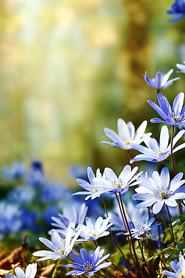 JPG 나무 식물 편집이미지 꽃 백그라운드 자연 생명 풍경 파란색 햇빛 봄 들꽃 식물원 뷰티풀 편집실사 AI포토 AI콘텐츠 계절 컬러 태양 CG 생태계 파일형식