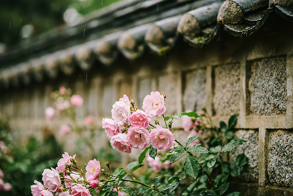 JPG 식물 편집이미지 꽃 화초 벽 자연 돌담 풍경 초록색 여름 장미 정원 물방울 비 부드러움 흐림 편집실사 AI포토 AI콘텐츠 자연요소 계절 컬러 날씨 담장 돌_바위 감각 CG 생태계 파일형식