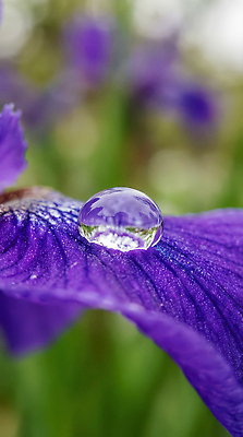 JPG 식물 편집이미지 꽃잎 컬러 잎 자연 생명 여름 햇빛 맑음 보라색 감상 물방울 비 질감 뷰티풀 수분_꽃가루 편집실사 AI포토 AI콘텐츠 자연요소 계절 꽃 날씨 태양 CG 생태계 파일형식