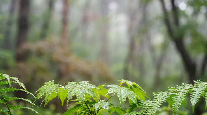 JPG 나무 편집이미지 자연 나뭇잎 한국 풍경 일상 초록색 환경 습기 안개 물방울 비 숲 생태계 편집실사 AI포토 AI콘텐츠 자연요소 식물 아시아 컬러 잎 날씨 라이프 CG 파일형식