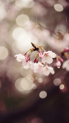 JPG 나무 식물 편집이미지 꽃잎 꽃 컬러 잎 자연 풍경 소리 봄 벚꽃 비 흐림 뷰티풀 편집실사 자연요소 계절 날씨 CG 생태계 파일형식