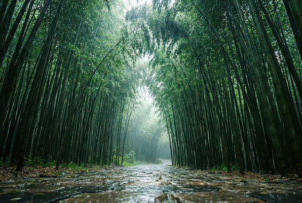 JPG 나무 편집이미지 길 잎 자연 하늘 바닥 초록색 환경 습기 물방울 비 숲 대나무 경관 편집실사 AI포토 AI콘텐츠 자연요소 식물 컬러 날씨 풍경 CG 생태계 파일형식