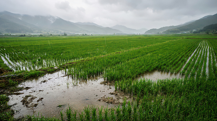 JPG 식물 편집이미지 농업 자연 하늘 산 풍경 물 농사 벼 비 지역 흐림 논밭 전경 편집실사 AI포토 AI콘텐츠 자연요소 산업 밭 날씨 곡류 논 CG 생태계 파일형식 탑뷰