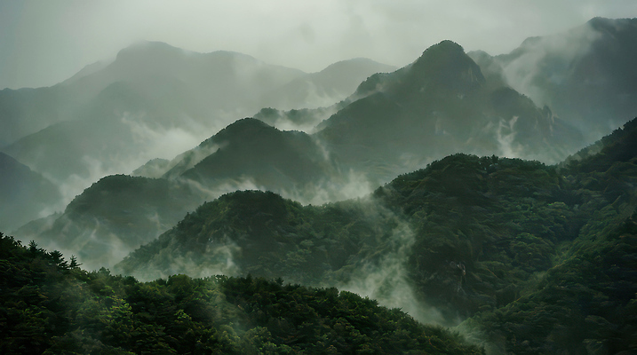 JPG 나무 편집이미지 자연 날씨 생물 산 풍경 환경 안개 시간 비 숲 조용 경관 편집실사 AI포토 AI콘텐츠 자연요소 식물 CG 생태계 파일형식