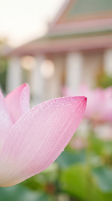 JPG 편집이미지 꽃잎 꽃 백그라운드 꽃밭 자연 아침 연꽃 건물 초록색 정원 촉촉함 물방울 연못 연습 편집실사 주간 식물 건축물 컬러 젖음 CG 생태계 파일형식