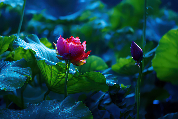 JPG 식물 편집이미지 꽃 잎 자연 생명 연꽃 풍경 초록색 물 여름 정원 성장 수면 봉오리 편집실사 AI포토 AI콘텐츠 자연요소 계절 컬러 CG 생태계 파일형식