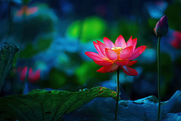 JPG 식물 편집이미지 꽃 화초 컬러 자연 생명 조명 연꽃 물 여름 관찰 연못 수중식물 연잎 봉오리 편집실사 자연요소 계절 잎 모션 CG 생태계 파일형식