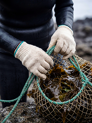 JPG 식물 편집이미지 손 수영복 바다 자연 대화 해변 제주도 바구니 수중동물 수확 작업 해조류 해녀 의료성형뷰티 편집실사 AI인물포토 AI콘텐츠 동물 직업 옷 농업 한국 말하기 신체부위 해양식물 CG 생태계 파일형식 AI포토