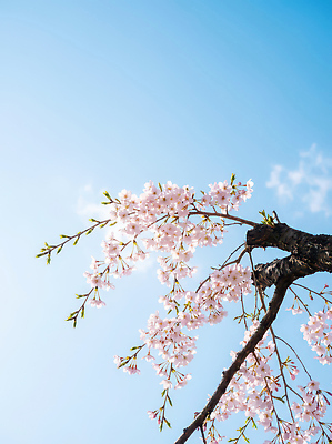 JPG 나무 식물 편집이미지 꽃잎 꽃 분홍색 잎 자연 하늘 풍경 봄 벚꽃 가지치기 뷰티풀 편집실사 AI포토 AI콘텐츠 계절 컬러 CG 생태계 원예 파일형식